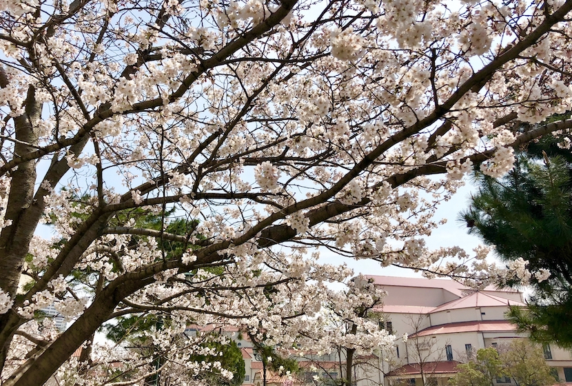 お花見弁当のご予約を受付中です 胡桃 宝塚仕出し
